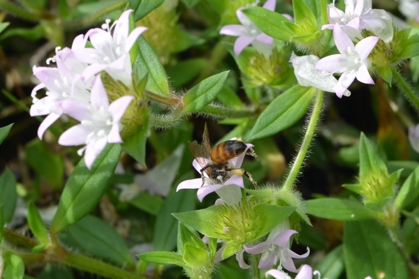 Foraging Bee7